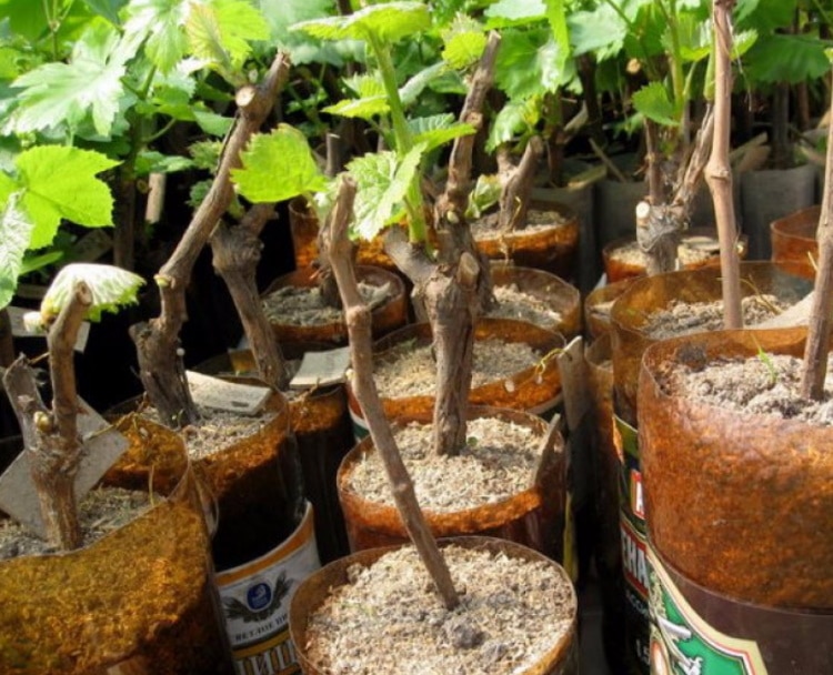 Выращивание винограда и уход за ним в средней полосе для новичков