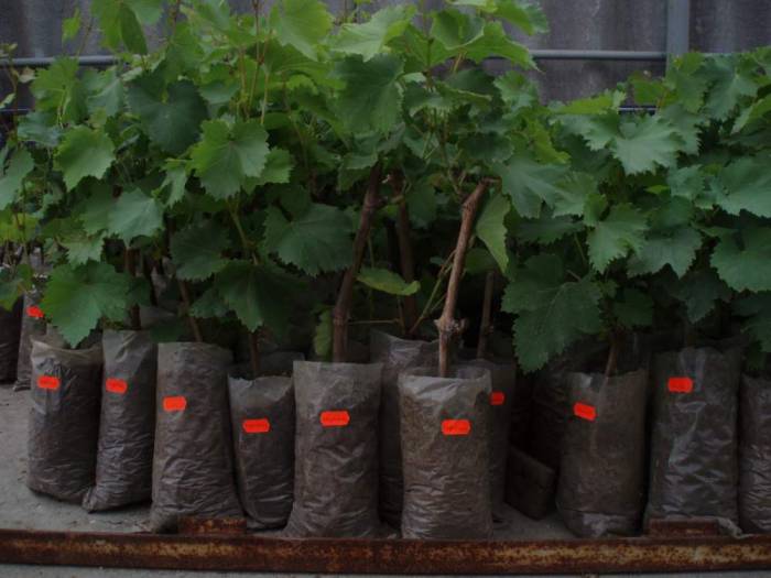 Выращивание винограда сорта Рошфор — описание и характеристики