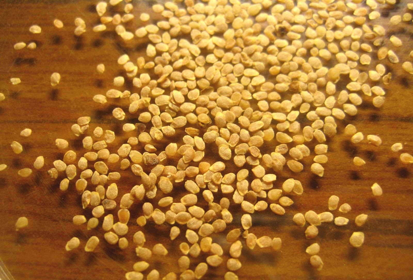 Сорт Петруша огородник для грунтового и тепличного выращивания