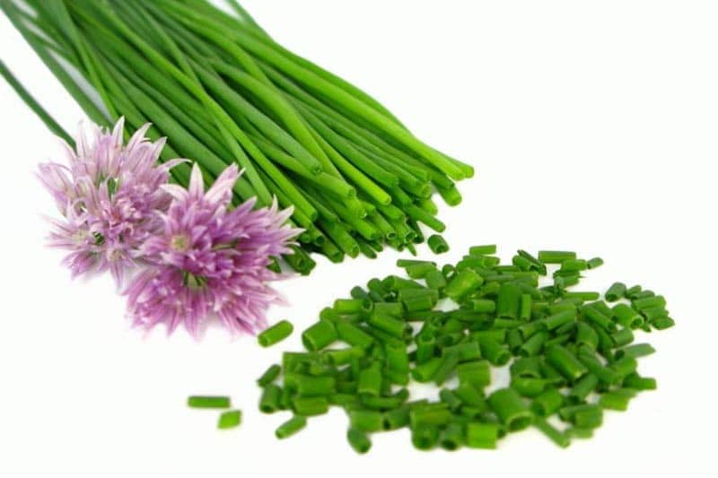 Описание шнитт-лука, как вырастить зимой в горшке, в открытом грунте