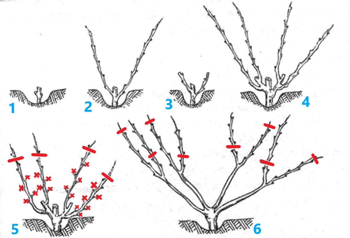 Как правильно подготовить виноград к зимовке?