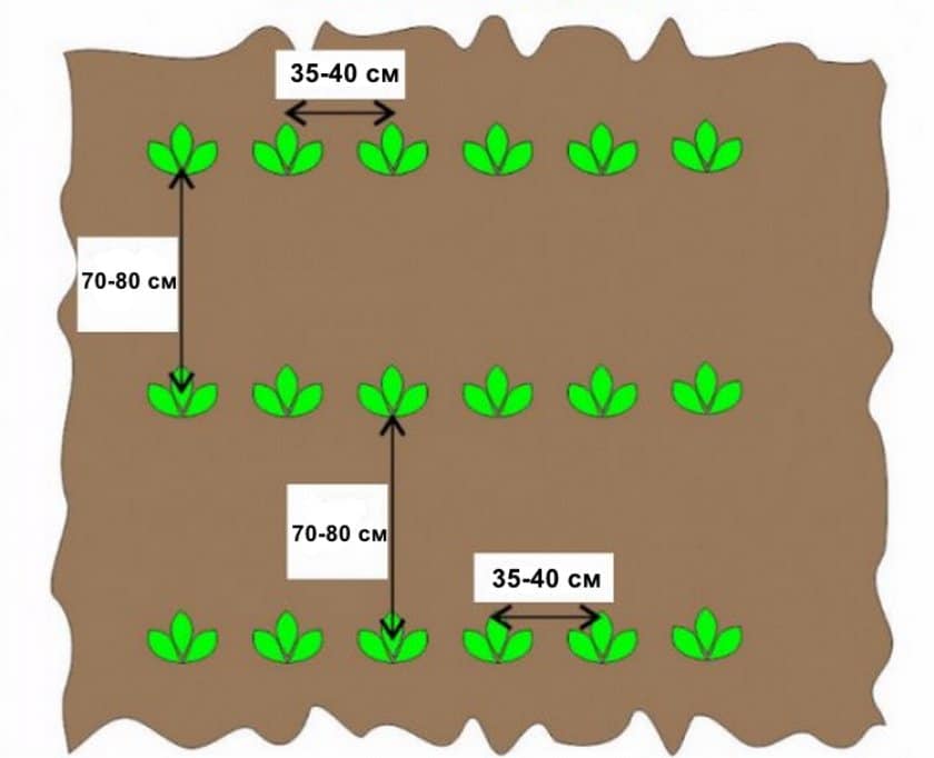 Агротехника выращивания картошки Ред Леди