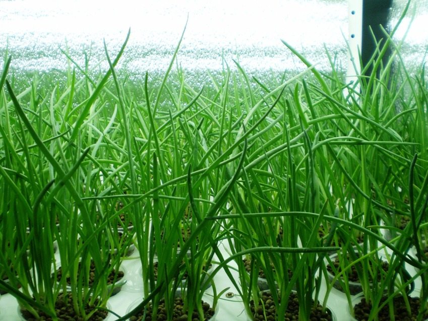 Тепличный способ выращивания зеленого лука, методы для зимы