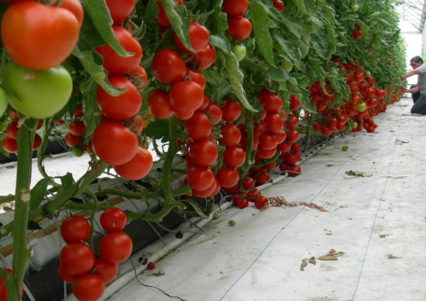 Почему долго не созревают томаты в теплице