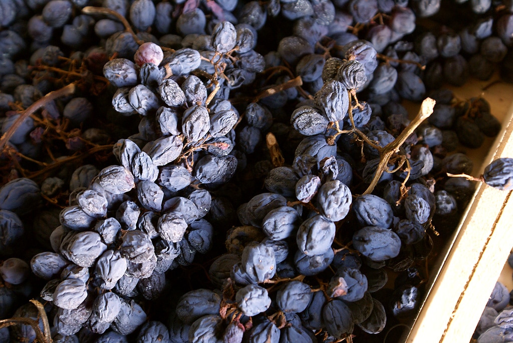 Технология приготовления изюма из винограда своими руками