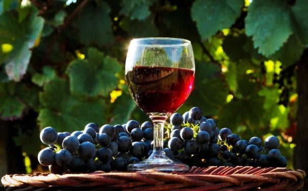 Описание сорта винограда Саперави — как выращивать