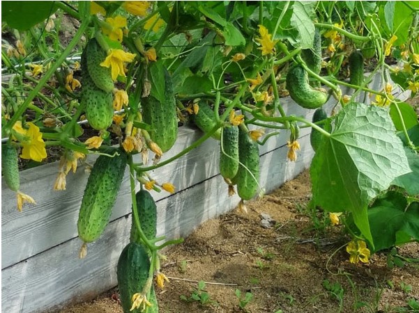 Подготовка весной и осенью теплой грядки для огурцов