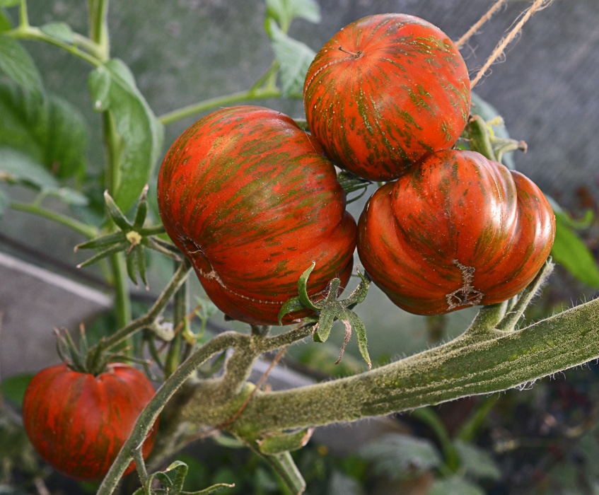 Особенности и свойства томата Полосатый шоколад