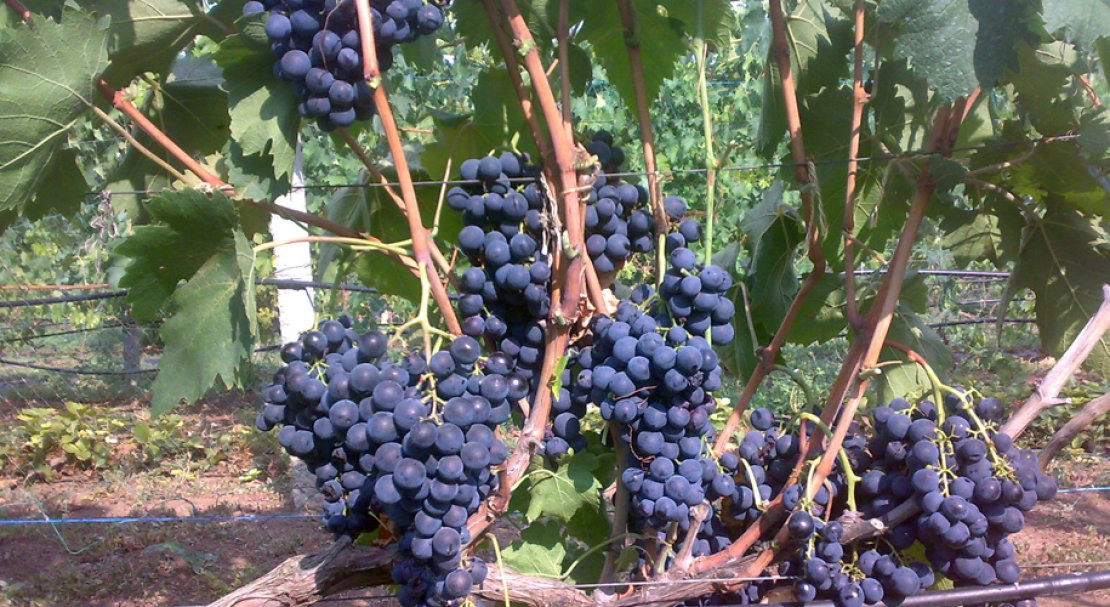 Сорт винограда Страшенский — особенности выращивания гибрида