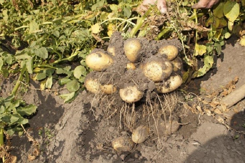 Сорт картошки Голубизна — описание и выращивание