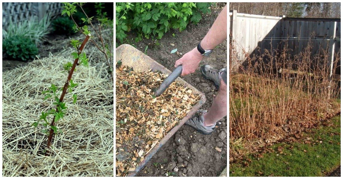 Правильное мульчирование малины по осени