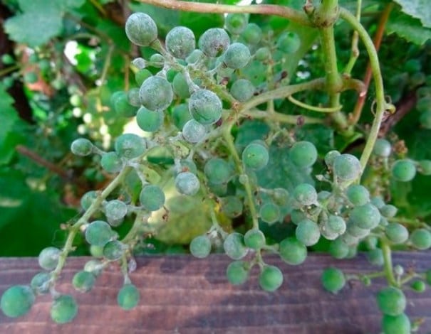 Выращивание винограда Цитронный Магарача своими руками