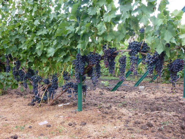 Разновидность винограда Кишмиш Аттика — посадка и уход