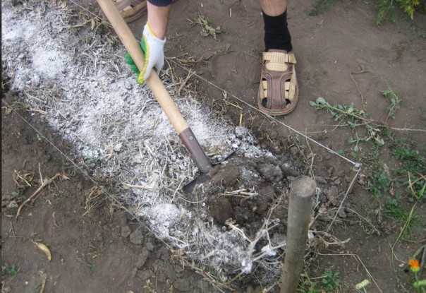 Как подготовить грядку под чеснок для посадки осенью