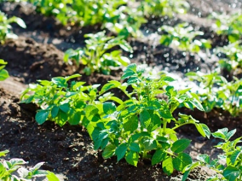 Описание сортовой картошки Наташа — особенности выращивания культуры