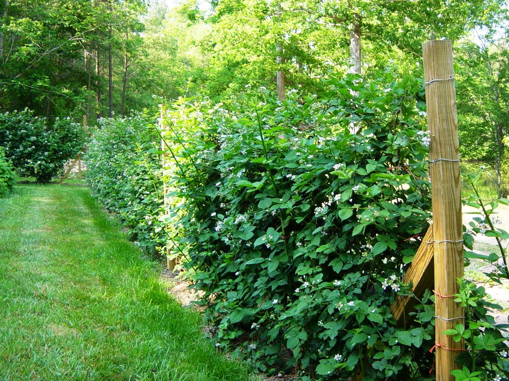 Описание и характеристика сорта ежевики Трипл Краун