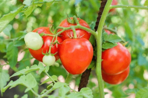 Сортовые особенности и описание томата Лентяйка