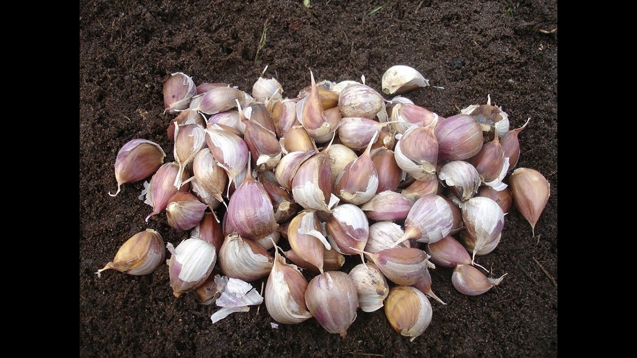 Особенности выращивания озимого сорта чеснока Любаша