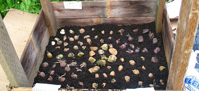 Описания картофеля Лорх — что это за сорт?