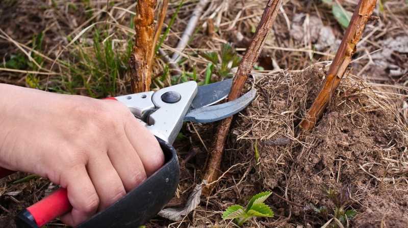 Как подготовить кусты малины к зиме осенью
