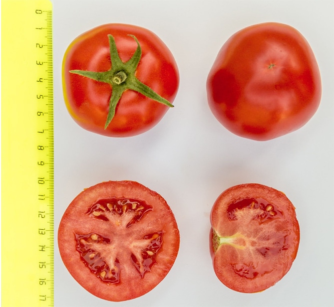 Описание и урожайность сорта томата Любаша