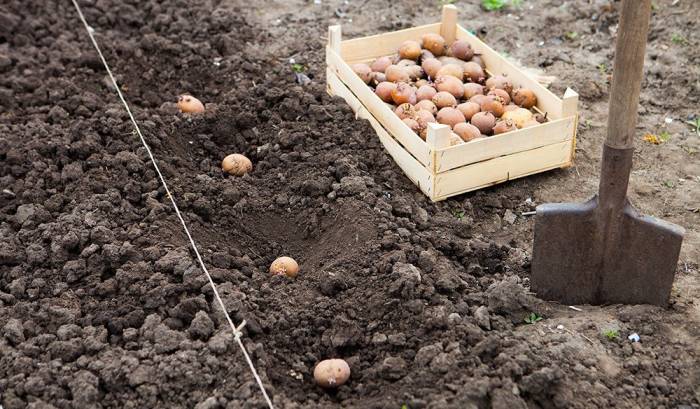 Описание картошки Снегирь — как выращивать сорт?