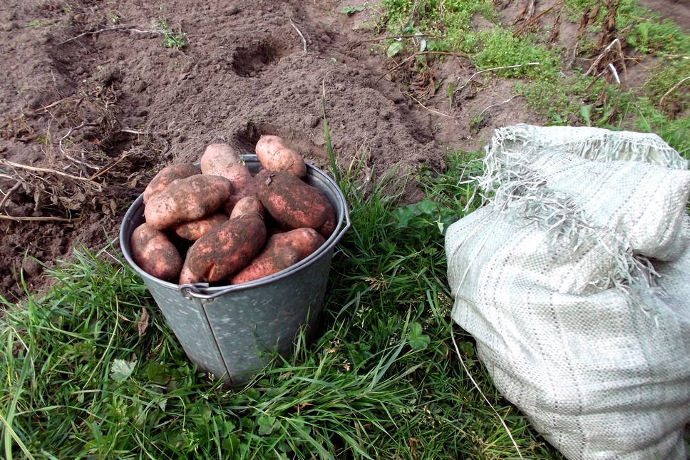 Когда собирать урожай картофеля — сроки копки
