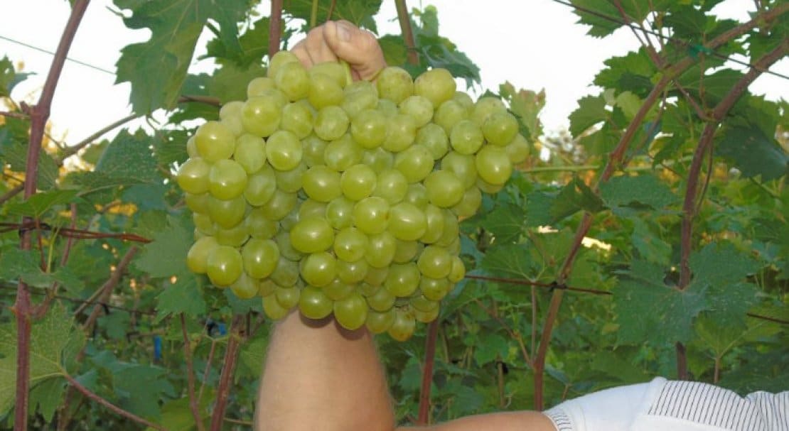 Как посадить и ухаживать за виноградом Валек