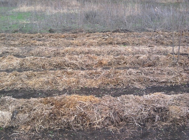 Особенности выращивания озимого чеснока Комсомолец