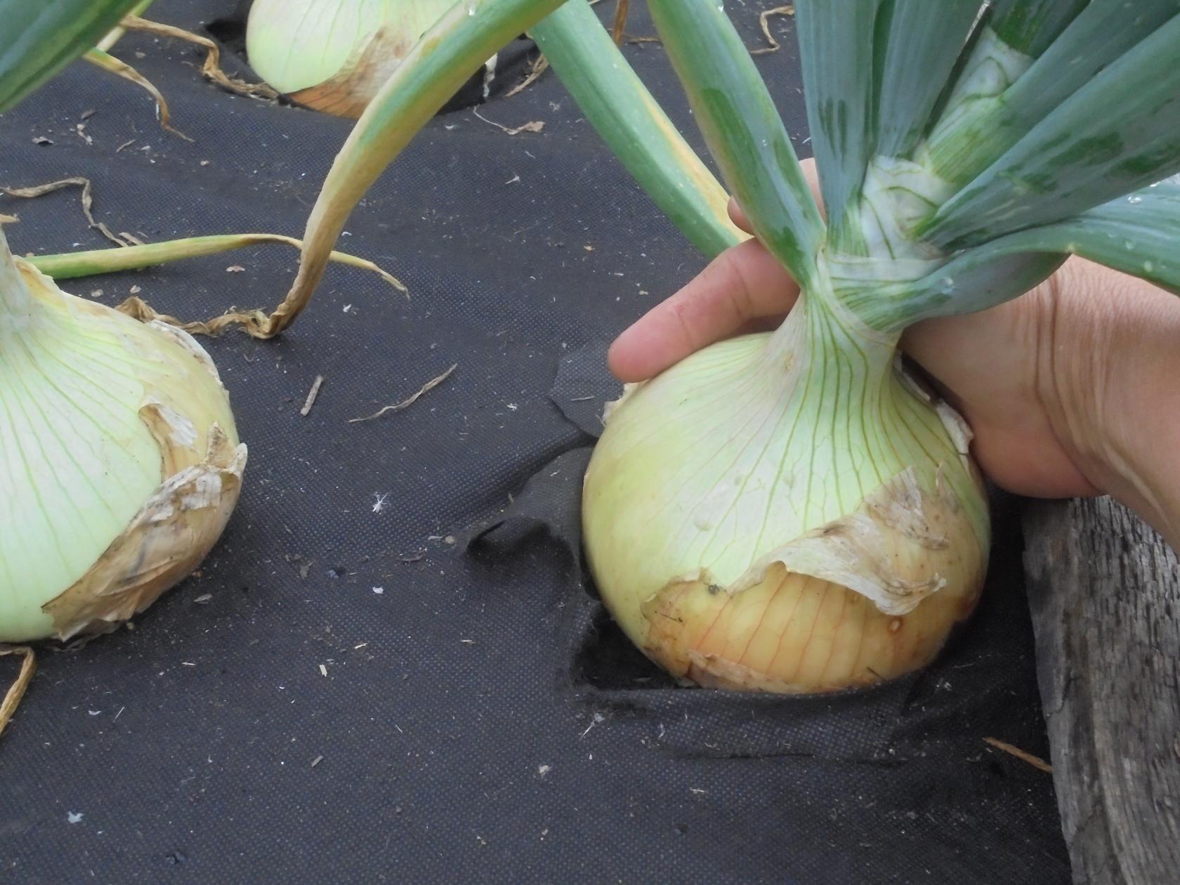 Технология высаживания, уход за луком Эксибишен в открытом грунте