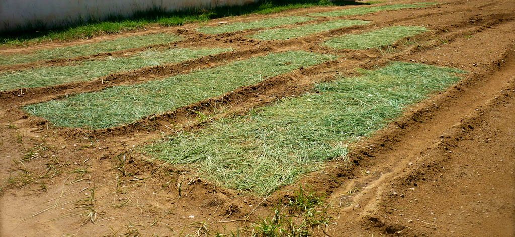 Прорастание на грядке озимого чеснока посаженного под зиму — что делать