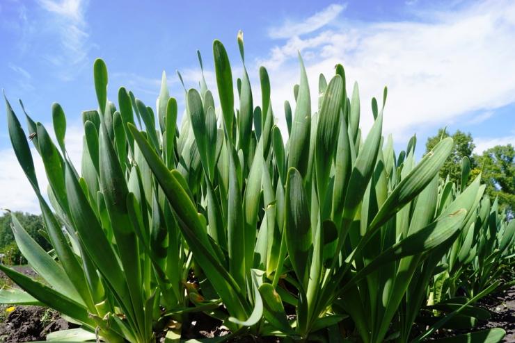 Специфика посадки и ухода за многолетним луком-слизуном