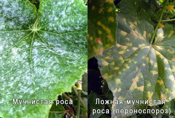 Описание основных принципов борьбы с мучнистой росой на огурце