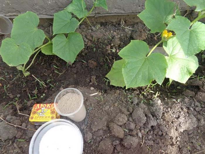 Лучшие сорта огурцов для выращивания в открытом грунте