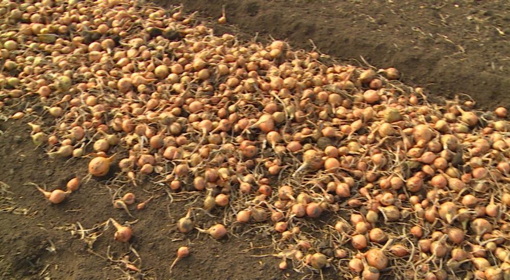 Правила хранения севка зимой в квартире перед весенней посадкой