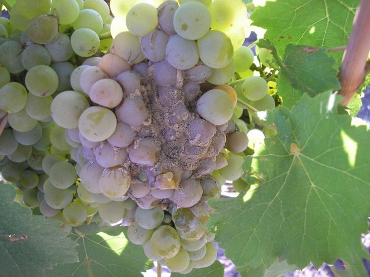 Опрыскивание виноградной лозы раствором соды