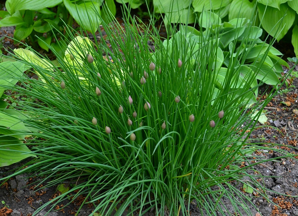 Выращивание разных сортов многолетнего зеленого лука