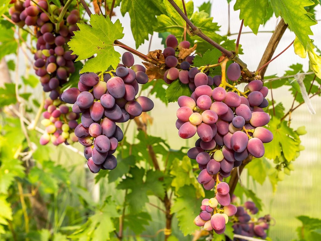 Выращивание винограда в Подмосковье в открытом грунте