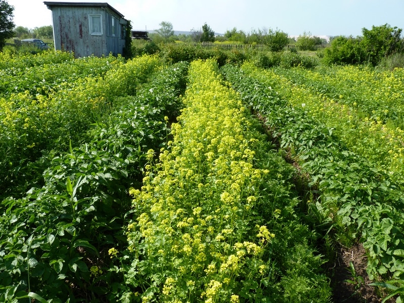 Что сажать на следующий год после огурца