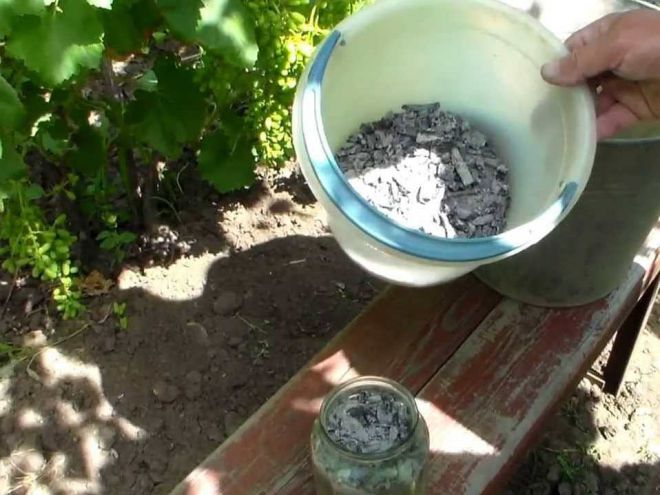 Особенности подкормки виноградной лозы в июле
