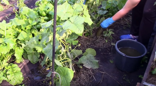 Подкормка огурцов в теплице в августе и сентябре