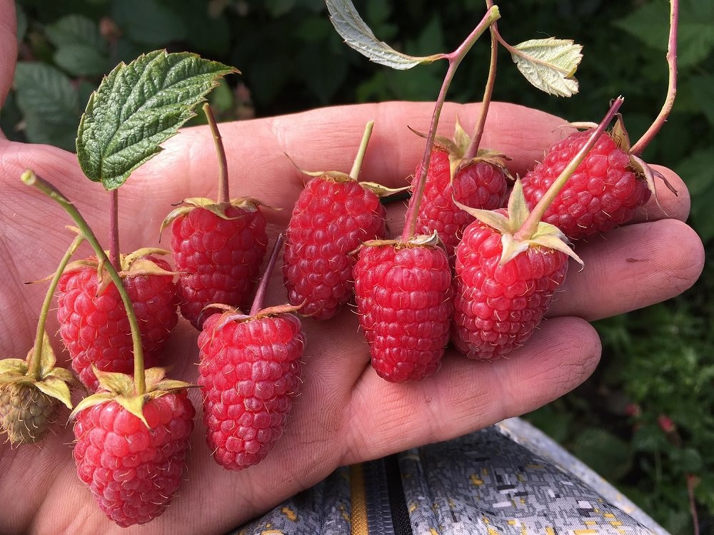 Ремонтантный сорт малины Малиновая гряда