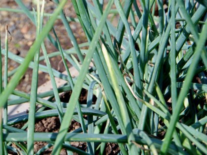 желтеют кончики лука и чеснока