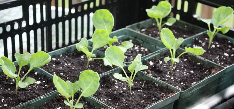 Влияние отрицательных температур на капусту