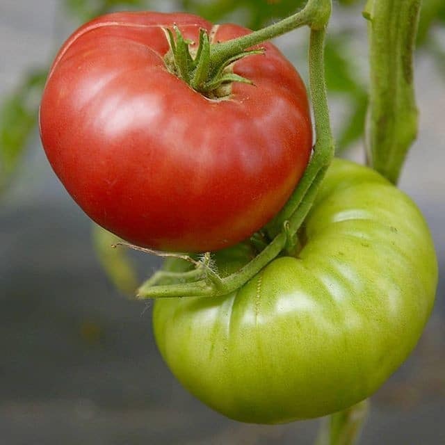 Как ускорить созревание помидор в открытом грунте и теплице