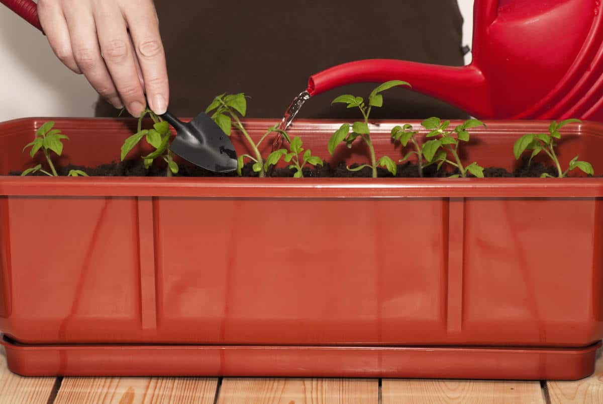 Выращивание помидоров на подоконнике круглый год