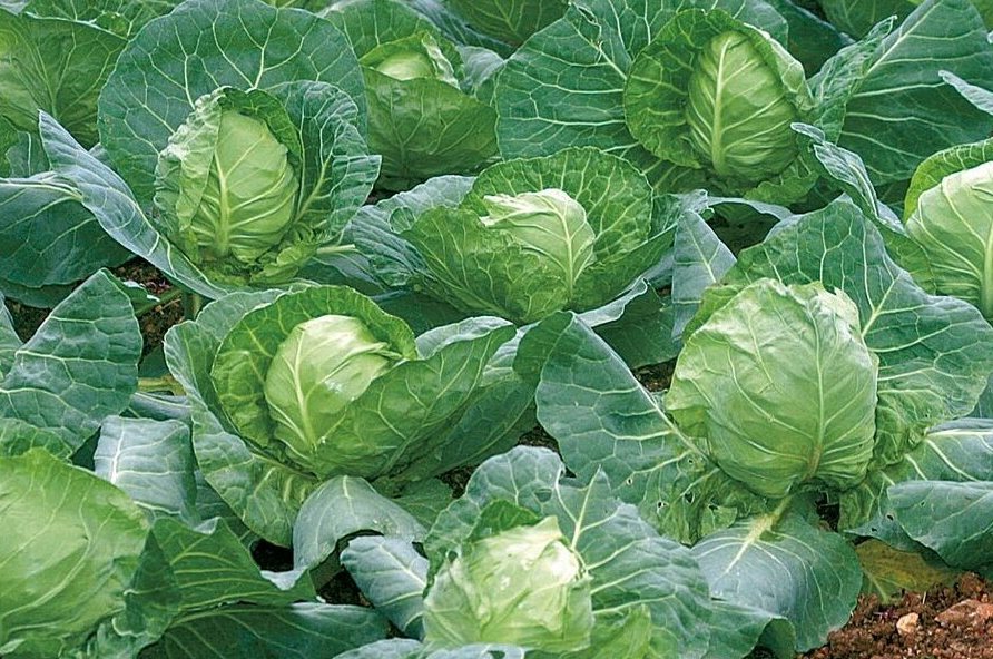 Как посадить и вырастить капусту сорта Амагер