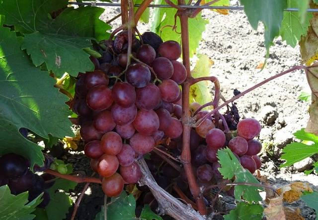 Выращивание винограда Сенатор (Павловского) — характеристики лозы