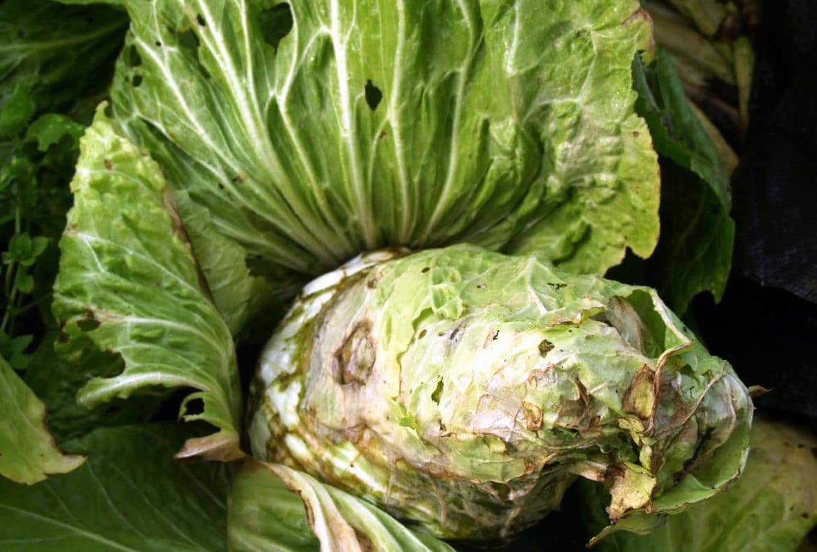 Как избавиться от килы на капусте в огороде