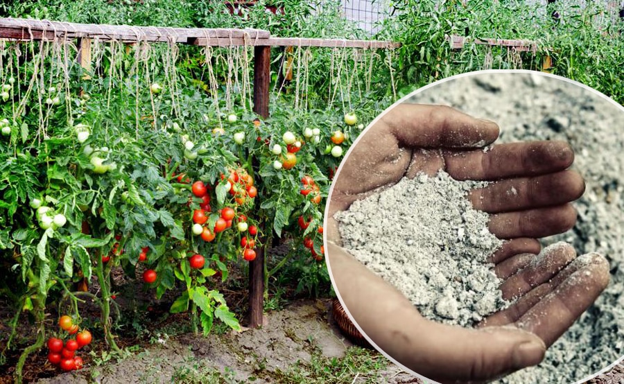 Особенности выращивания и посадки томата Махитос